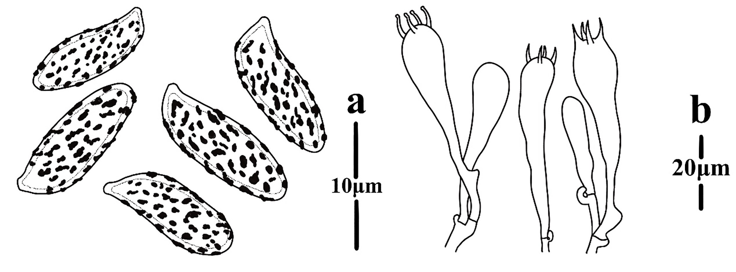Figure 61